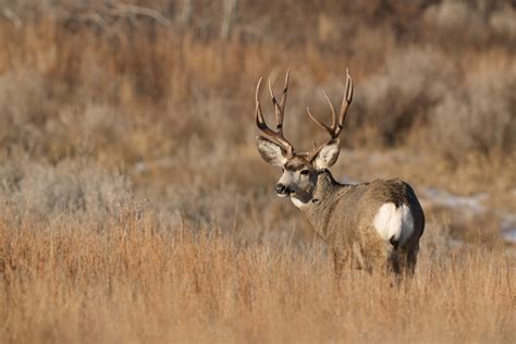 ndgfd deer lottery results hunting.
